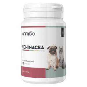 Echinacea for Cats and Dogs
