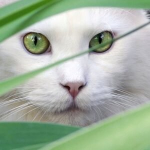 Eyes (Cat)