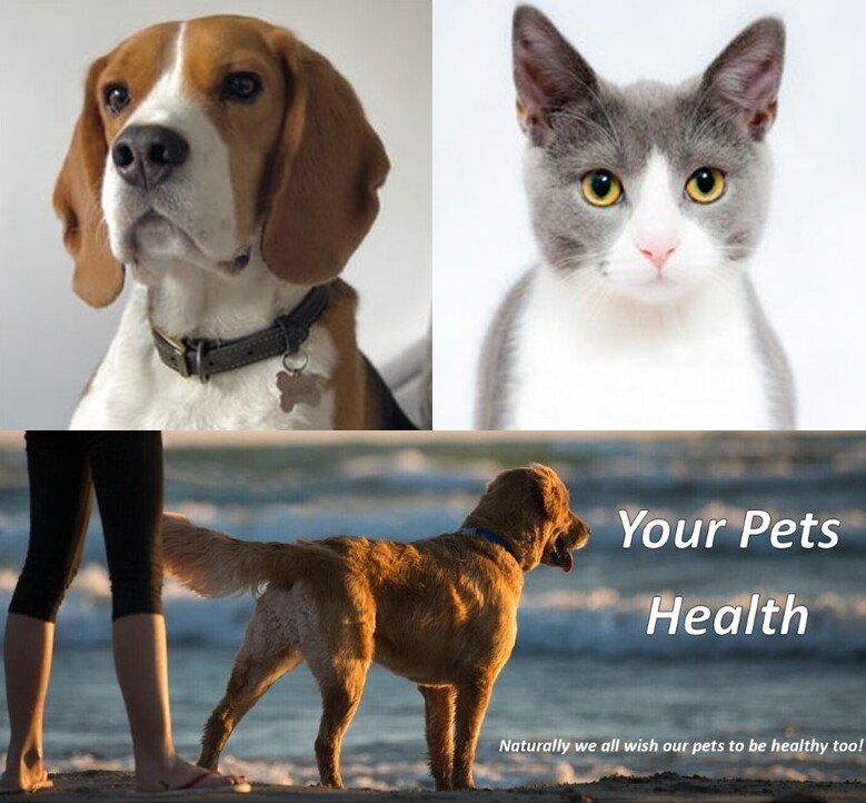 Pet health4