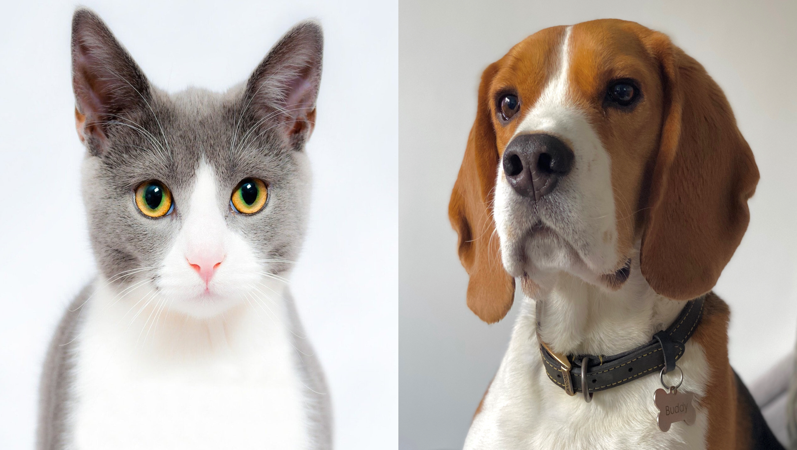 Cat and Dog pets
